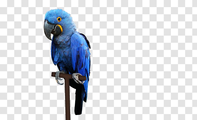 Macaw Pantanal Bird Parakeet - Common Pet Transparent PNG