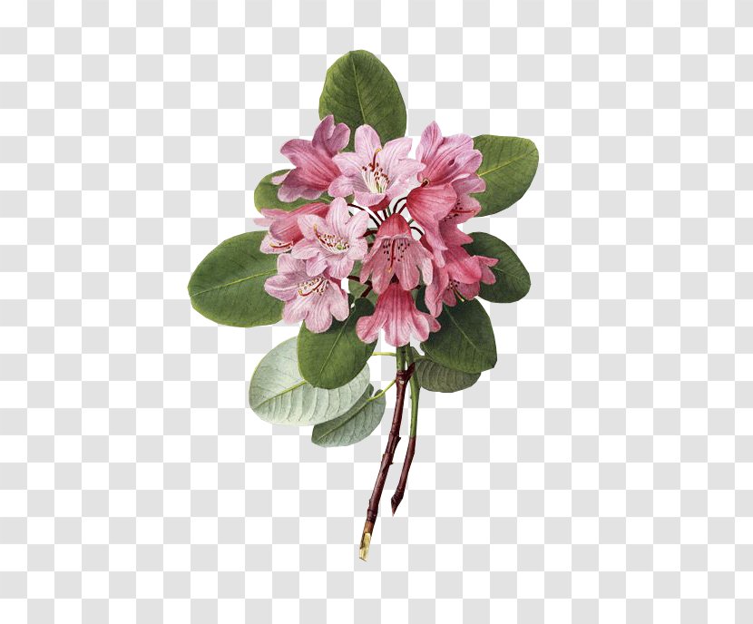 Pink Flower Cartoon - Daphne Cut Flowers Transparent PNG