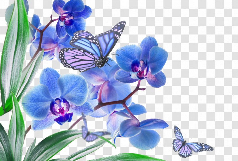 Butterfly Pink Flowers Orchid Blue - Lilac - Mother's Day Transparent PNG