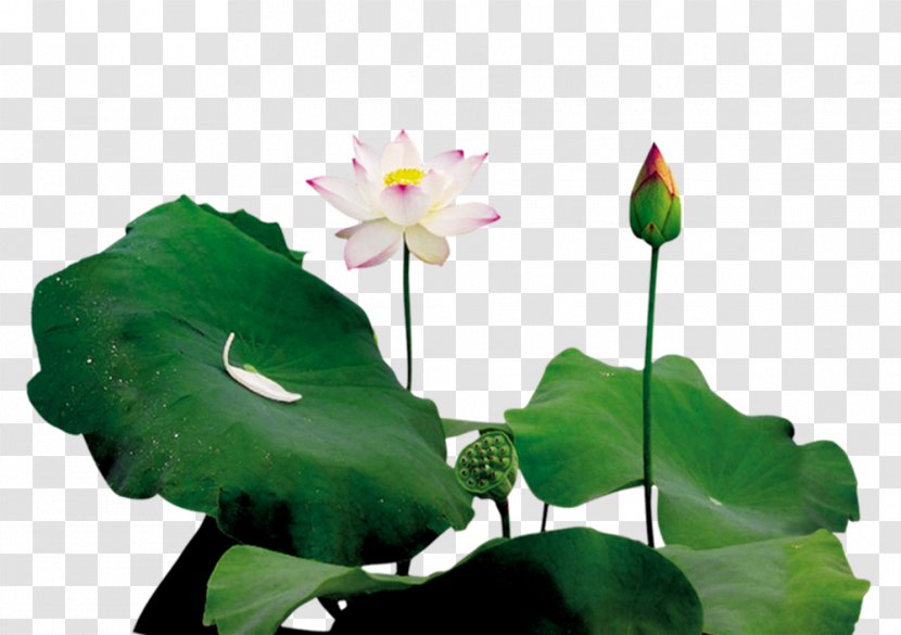 Lotus Pond Leaf Bud - Flower - And Transparent PNG