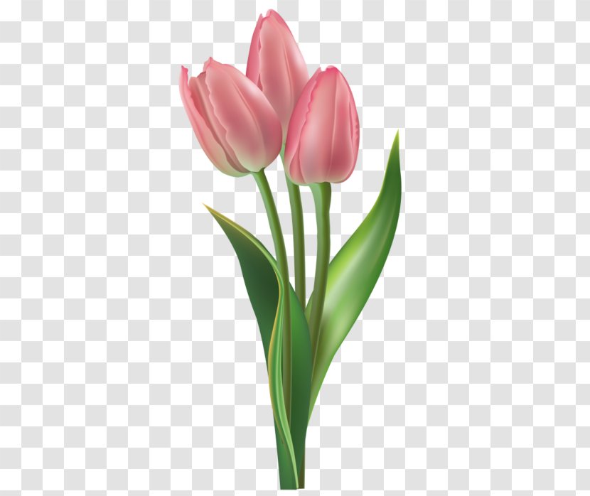 Tulip Clip Art - Flower Bouquet - тюльпаны Transparent PNG