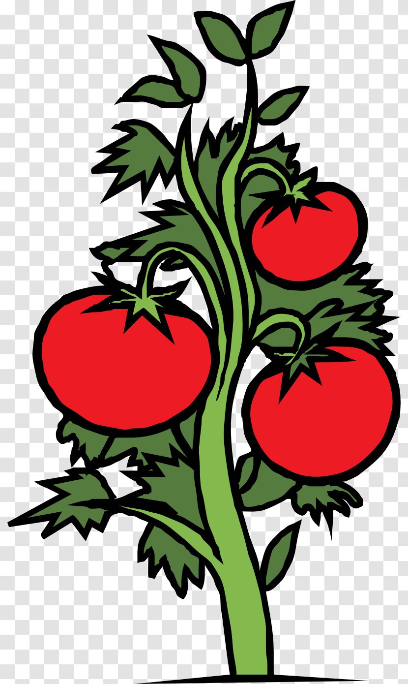 Cherry Tomato Plant Vegetable Clip Art - Floral Design Transparent PNG