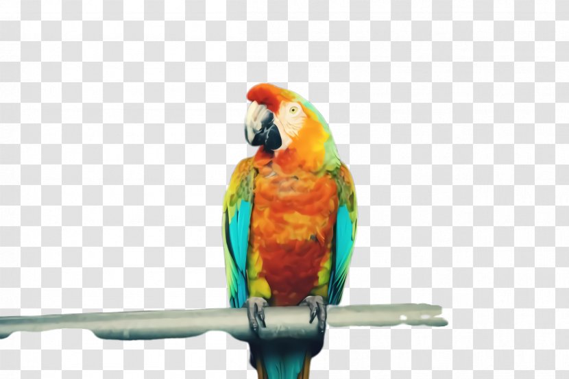 Colorful Background - Bird - Wing Supply Transparent PNG