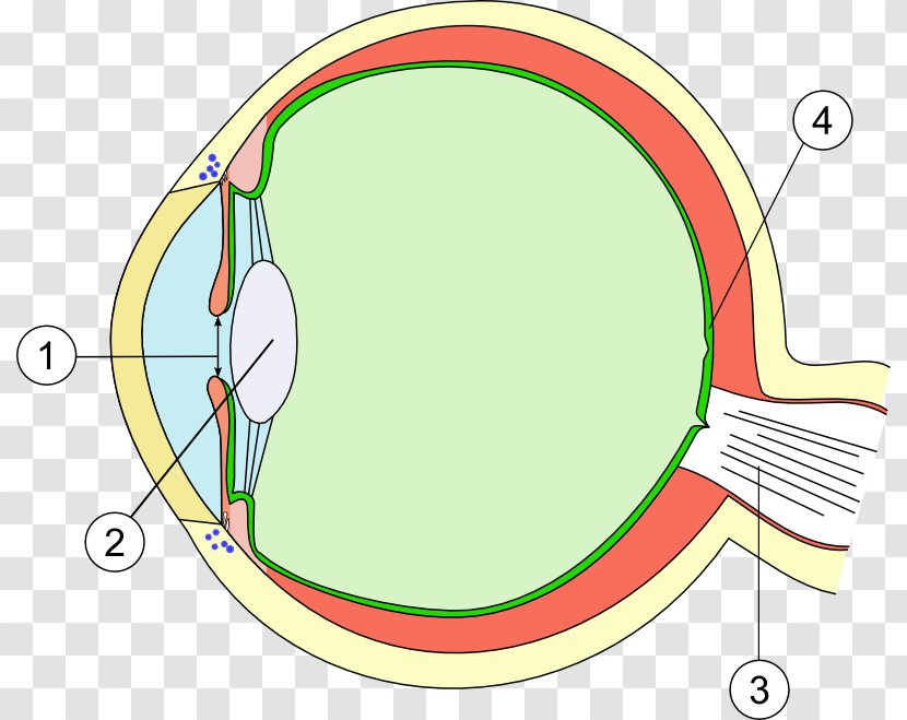 Eye Macular Degeneration Lens Cornea Retina - Tree Transparent PNG