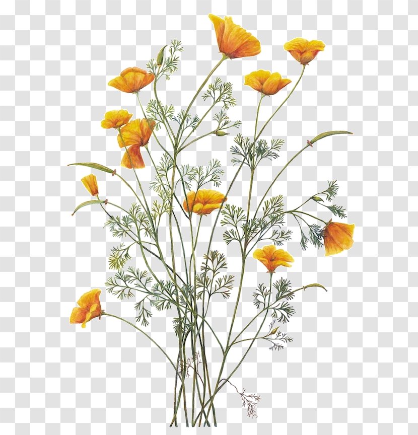 California Poppy Botanical Illustration Botany - Orange - Chamomile Transparent PNG