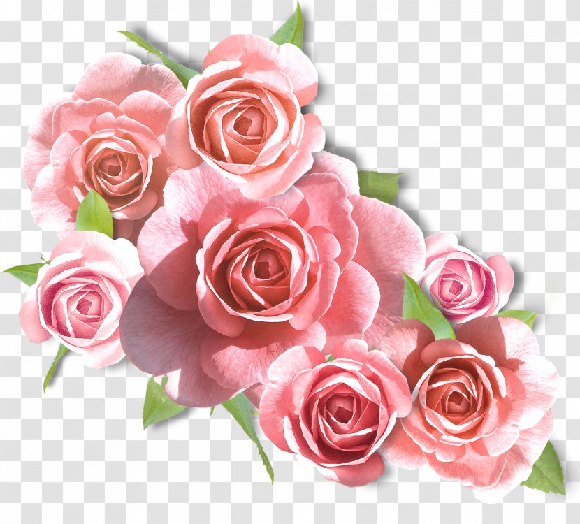 Rose BLACKPINK Flower - Peach - White Roses Transparent PNG