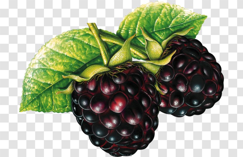 Juice Fruit Blackberry Clip Art - Drawing Transparent PNG