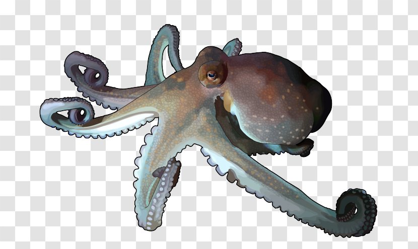 Octopus Cephalopod Squid Terrestrial Animal Transparent PNG