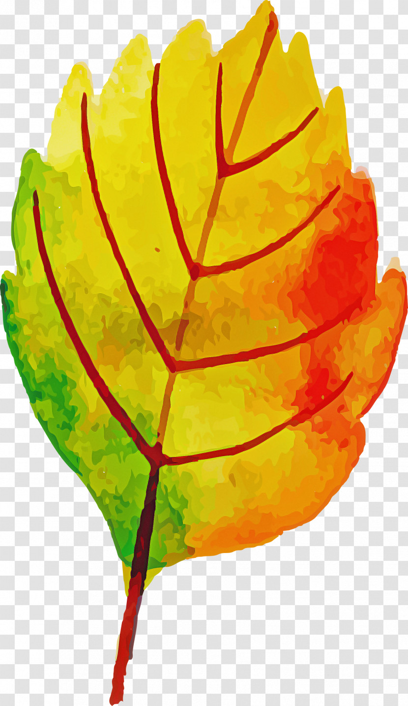 Autumn Leaf Colorful Leaf Transparent PNG