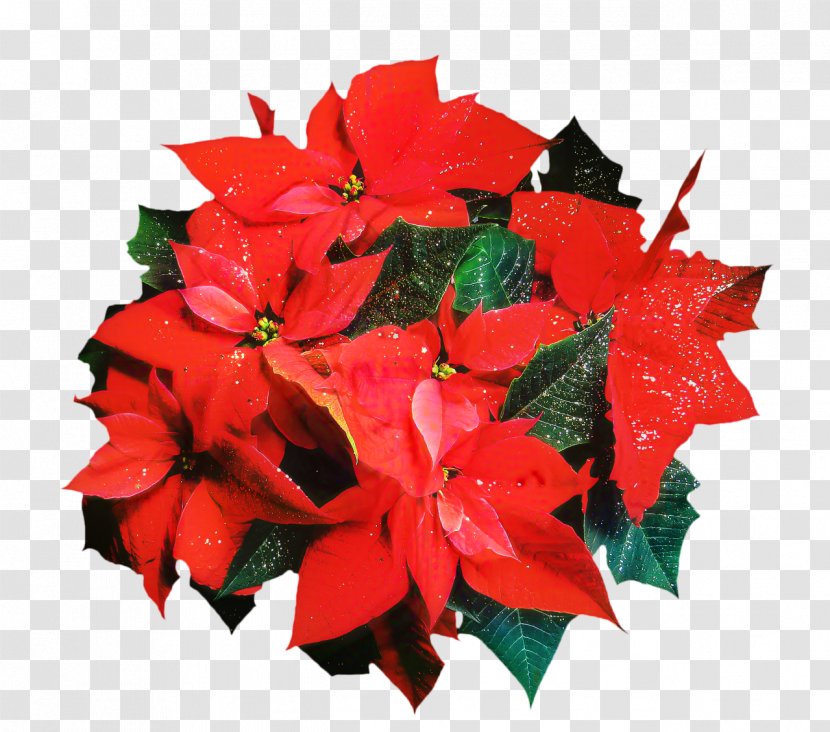 Poinsettia Cat Holiday Plants Christmas Day - Red - Flower Garden Transparent PNG