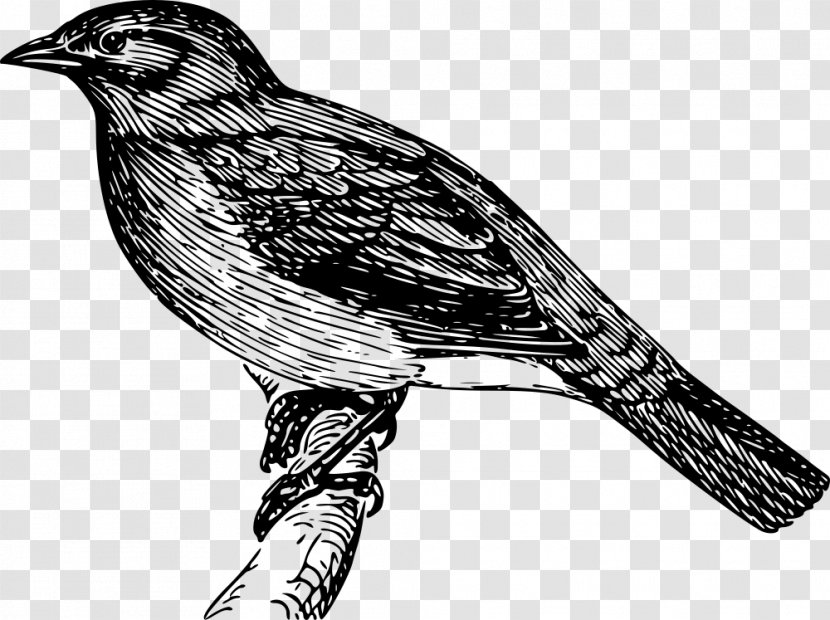 Bird Bulbul Clip Art - Falcon Transparent PNG