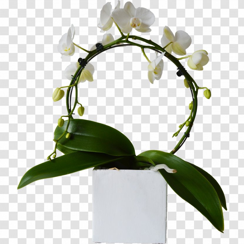 Moth Orchids Cut Flowers Plant Stem Branch - Transvaal Daisy - Flower Transparent PNG