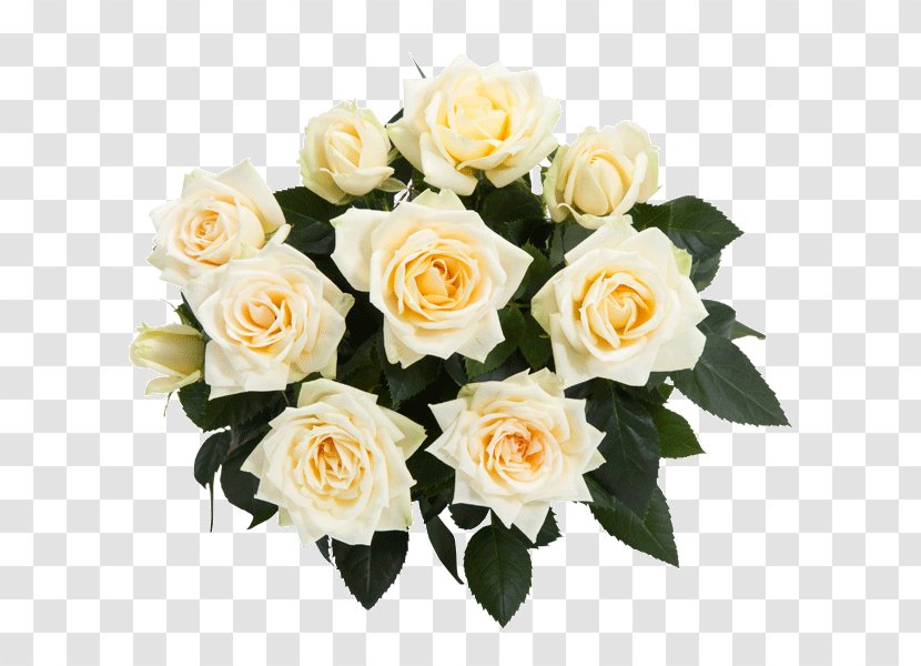 Garden Roses Cabbage Rose Floribunda Cut Flowers - Rosa Danica Transparent PNG