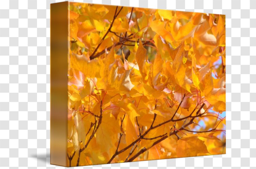 Maple Leaf Tree Autumn - Yellow - Golden Fall Transparent PNG