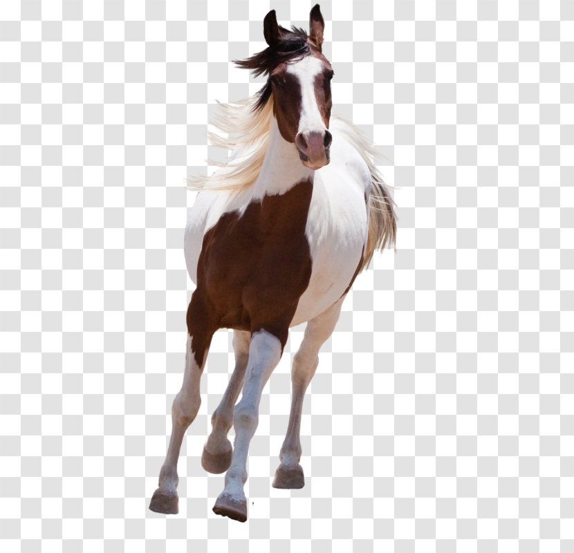 American Paint Horse Mustang Arabian Stallion - Supplies Transparent PNG
