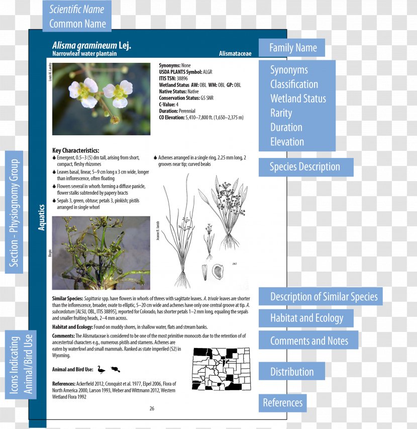 Wetland Plants Indicators Field Guide - Text - Plant Transparent PNG