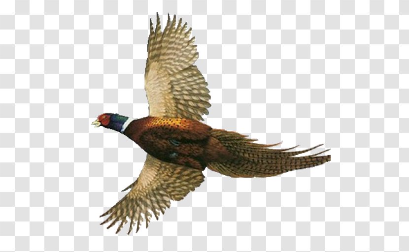 Pheasant Hawk Feather - Eagle Transparent PNG