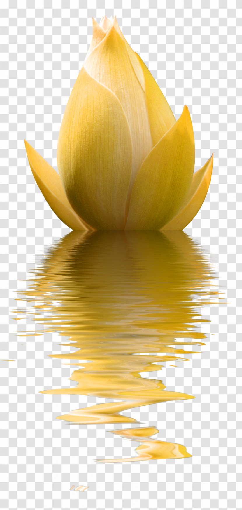 Flower Photography - Yellow Minimalist Lotus Decoration Pattern Transparent PNG