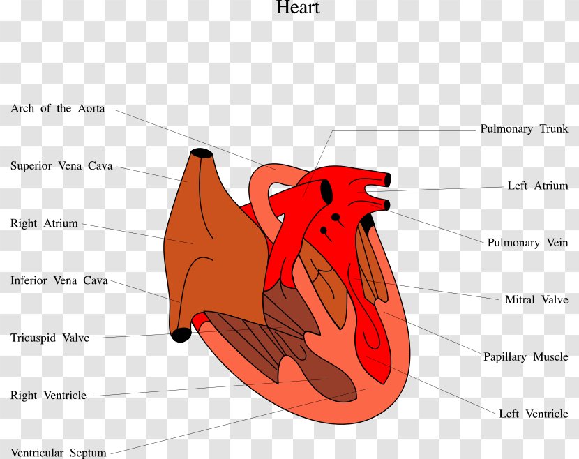 Diastolic Heart Failure Cardiology Diastole Ventricle - Tree - Illustration Of The Human Body Transparent PNG