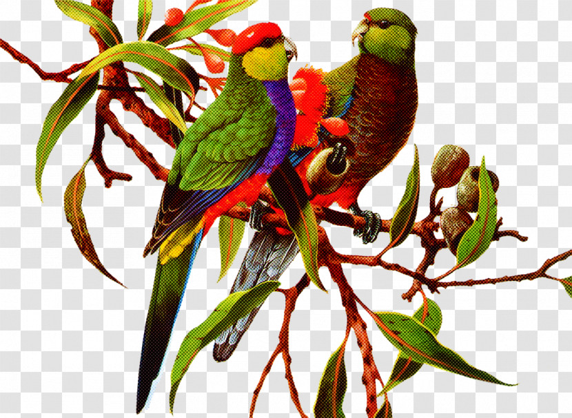 Bird Lorikeet Parrot Budgie Parakeet Transparent PNG