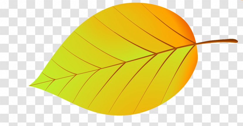 Maple Leaf Alder Drawing Conifer Cone Transparent PNG