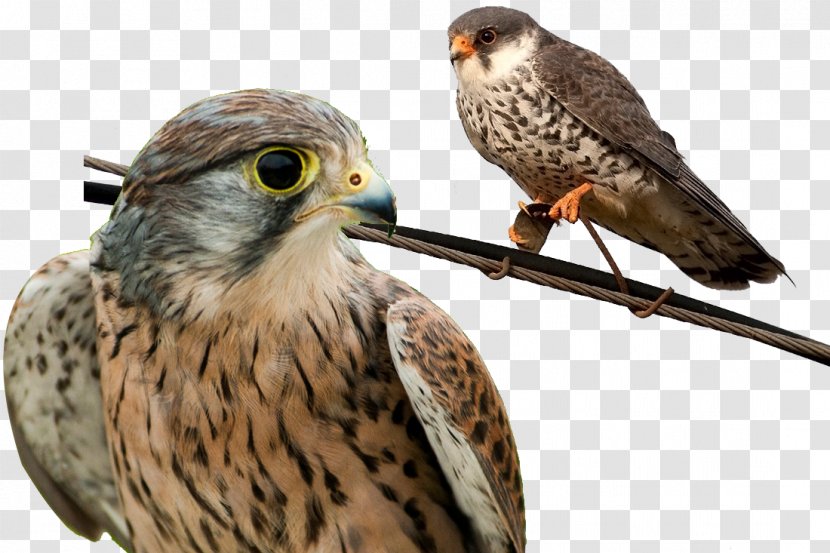 Falconiformes Tencent League Of Legends Pro Royal Never Give Up Bird Prey - Flight - Falcon Birds Animals Transparent PNG