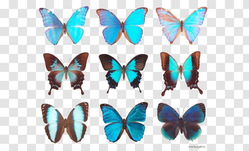 Butterfly Diagram Clip Art - Digital Image Transparent PNG