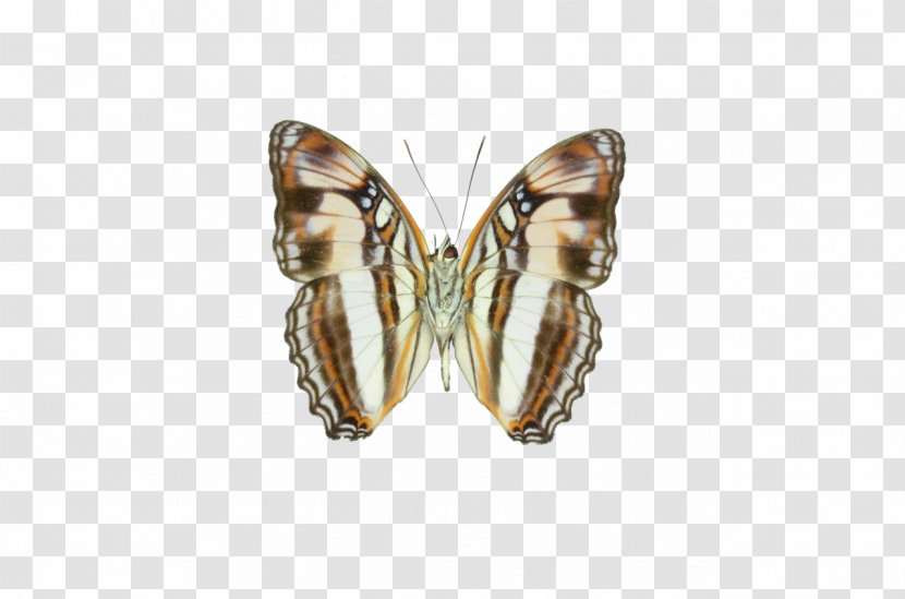 Butterfly Adelpha Melona Insect Limenitidinae - V Transparent PNG