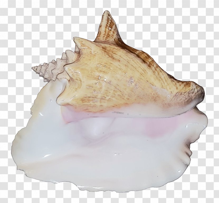 Cockle Conch - Clam Snails And Slugs Transparent PNG