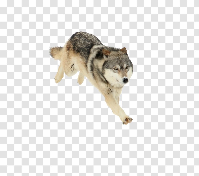 Saarloos Wolfdog Czechoslovakian Utonagan Native American Indian Dog Arctic Wolf - Canis Transparent PNG