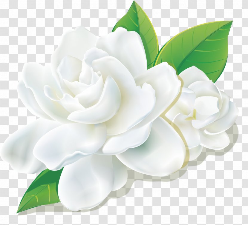 Fresh Camellia - Petal - Japanese Transparent PNG