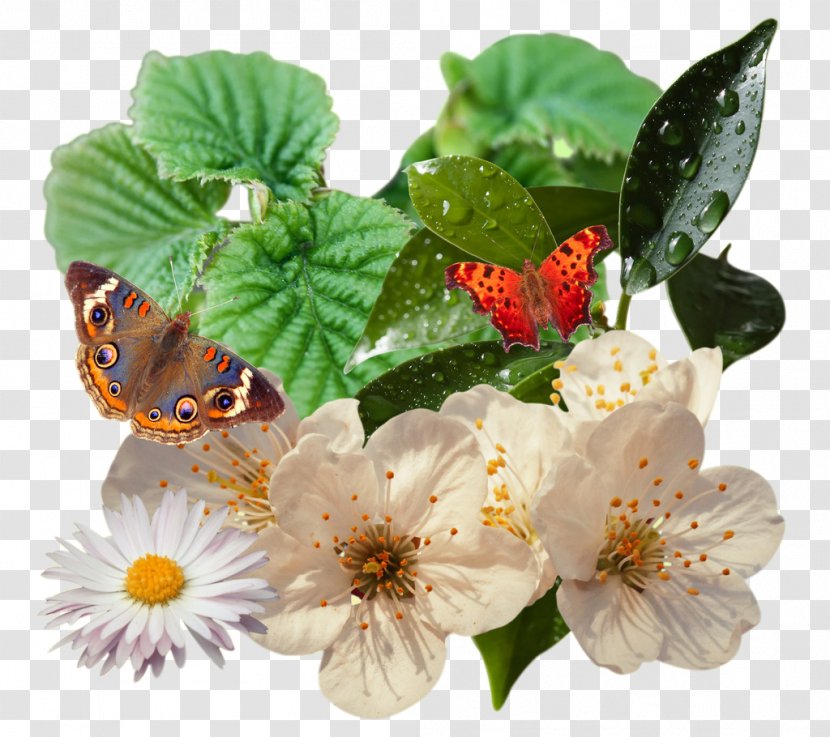 Butterfly Plant Vine - Pollinator - Leaf,flower Transparent PNG
