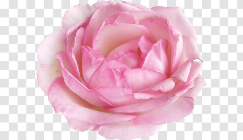 Garden Roses Sticker Cabbage Rose Flower Floribunda - Animaatio Transparent PNG