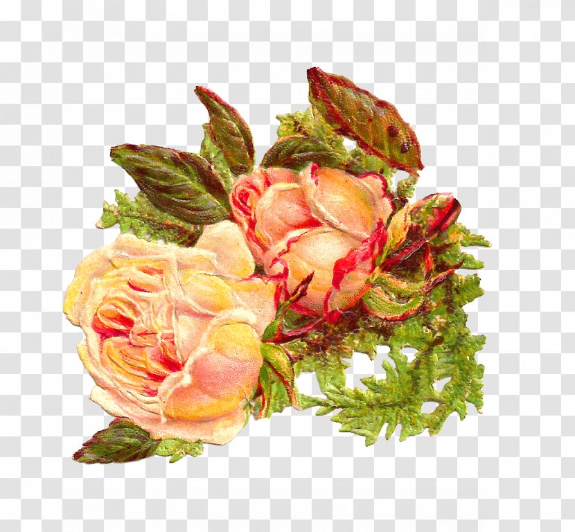 Rose Flower Clip Art - Rosa Centifolia - Petals Transparent PNG