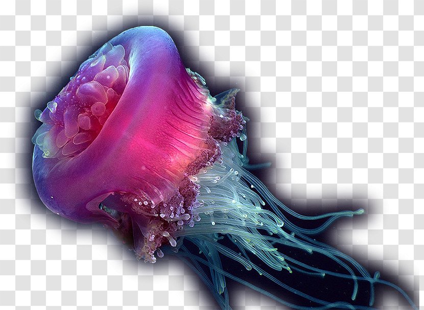 Jellyfish Deep Sea Creature Ocean Transparent PNG
