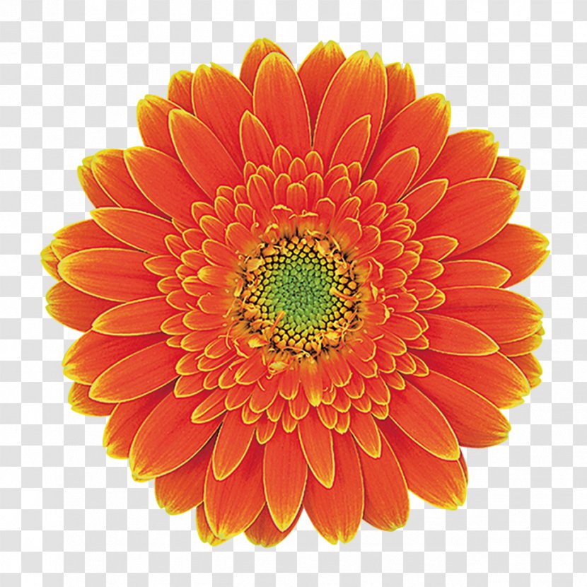 Transvaal Daisy Cut Flowers Floristry Floral Design - Gerbera - Flower Transparent PNG