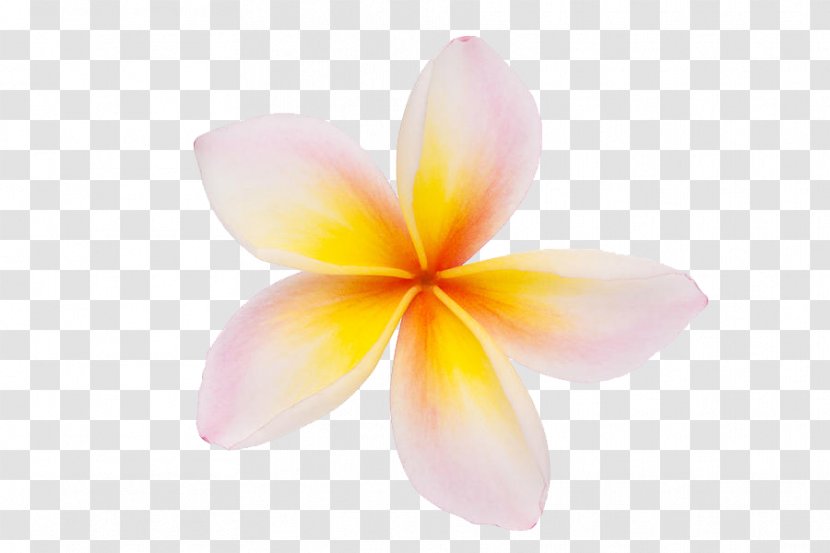 Clip Art Frangipani Openclipart Vector Graphics Illustration - Can Stock Photo Transparent PNG