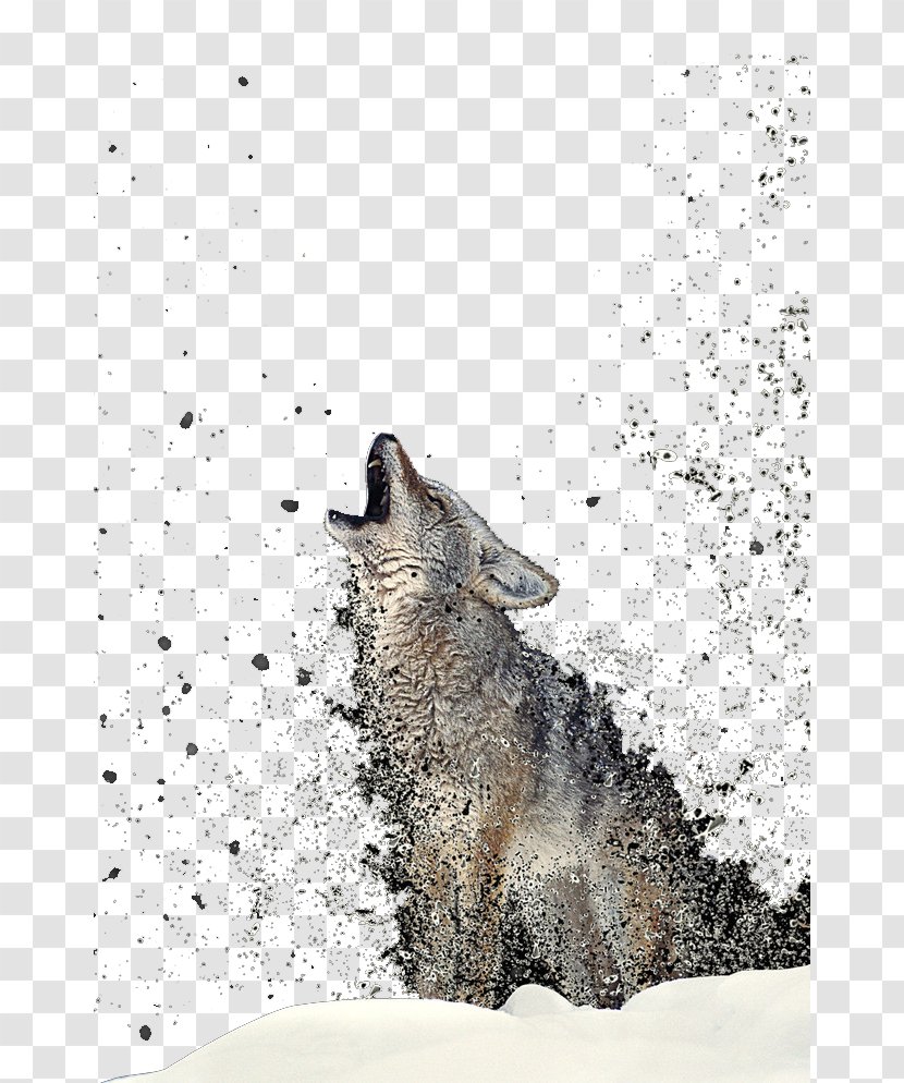 Wolf Totem Gray Coyote T-shirt - Animal Transparent PNG