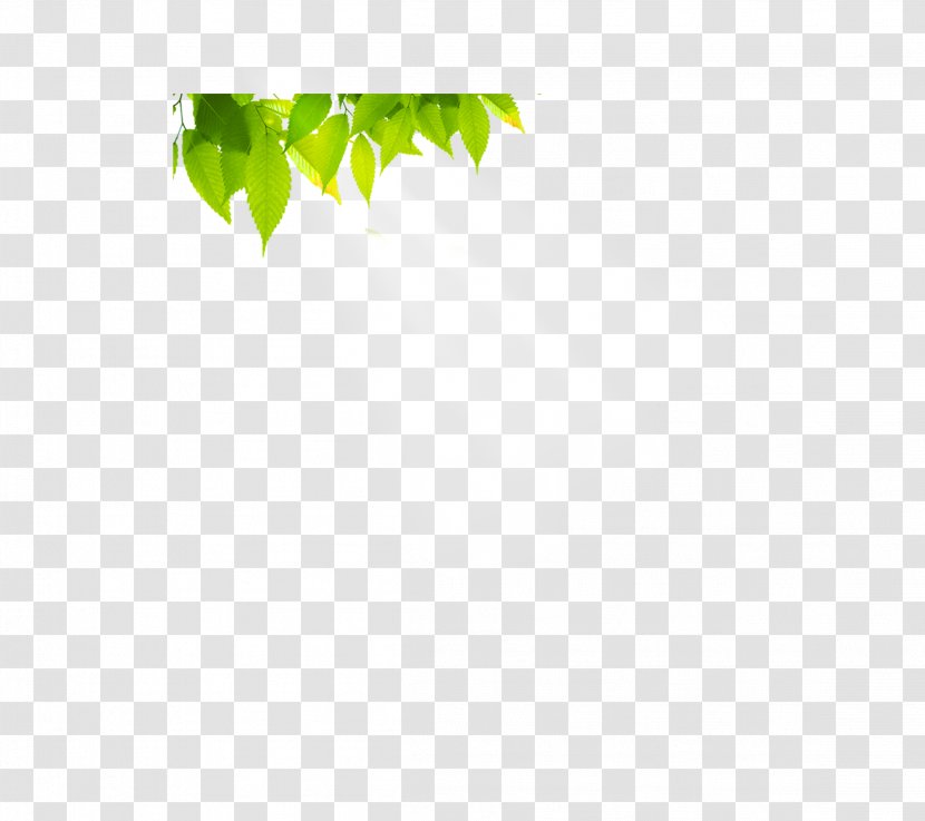 Green Angle Pattern - Beautiful Sun Leaves Transparent PNG