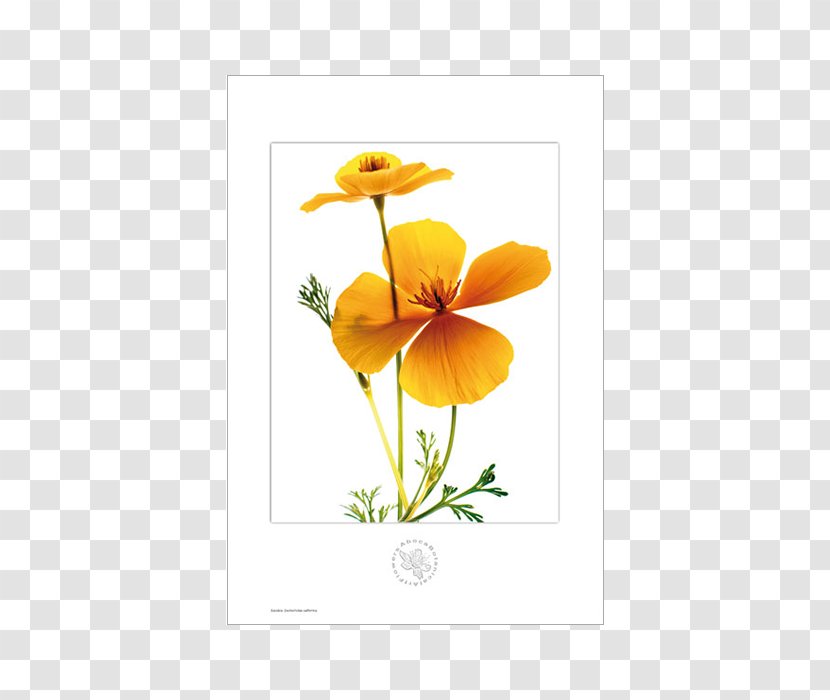 Botany Flower California Poppy Flora Petal - Plant - Botanical Flowers Transparent PNG