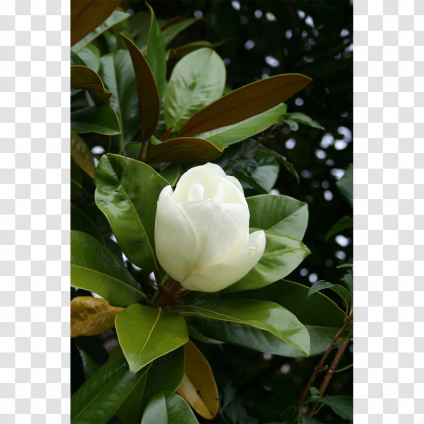 Southern Magnolia Chinese Liliiflora Yulan Wilsonii - Plant Transparent PNG