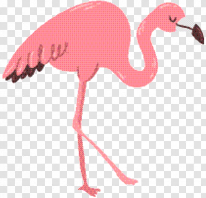 Flamingo Logo - Cuteness - Beak Water Bird Transparent PNG