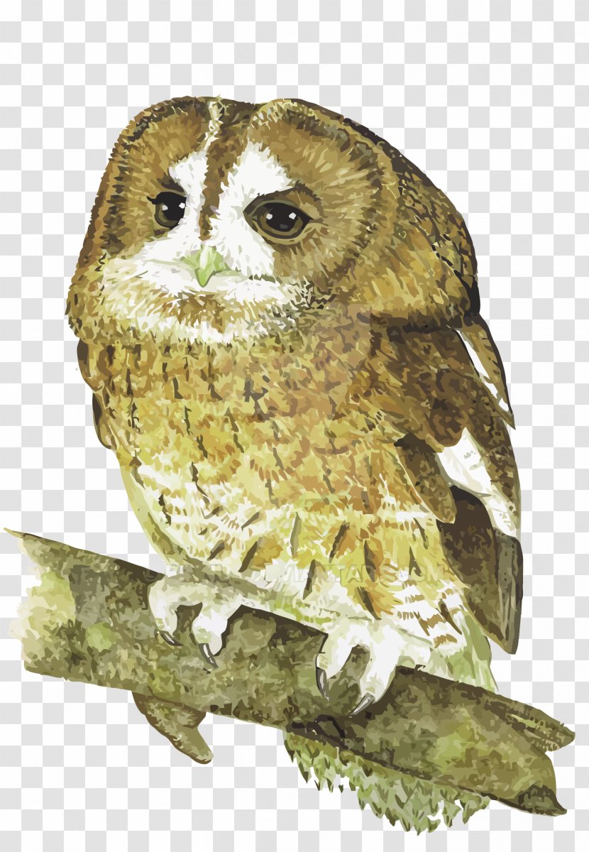Owl Bird - Ural - Vector Transparent PNG