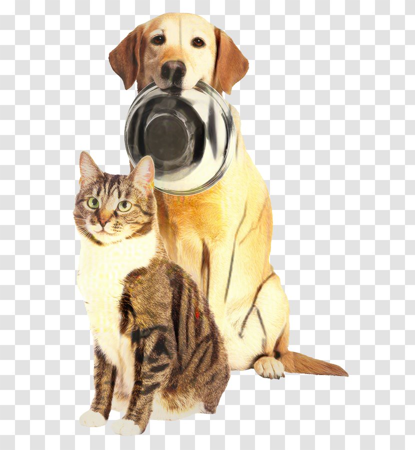 Dog And Cat - Companion - Golden Retriever European Shorthair Transparent PNG