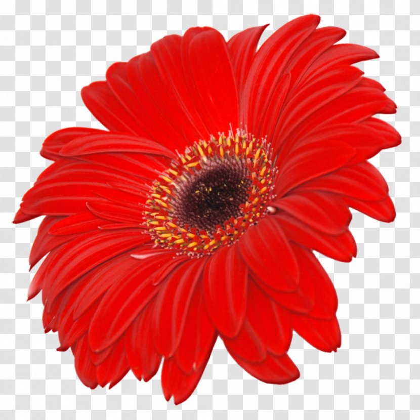 Flower Image Resolution Clip Art Transparent PNG