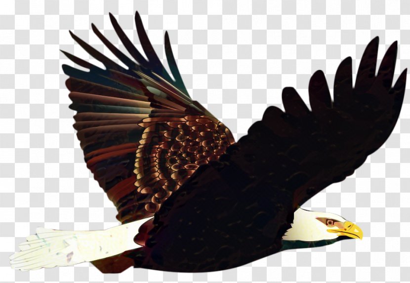 Bird Drawing - Beak - Tail Falcon Transparent PNG