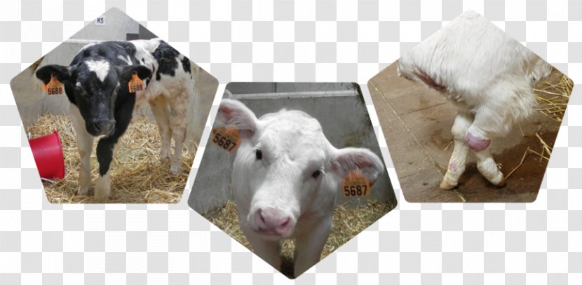 Calf Beef Cattle Mycoplasma Bovis Bovine Respiratory Disease Pneumoniae - Dairy Transparent PNG