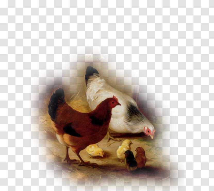 Chicken Rooster Goat Paint Pen - Galliformes Transparent PNG