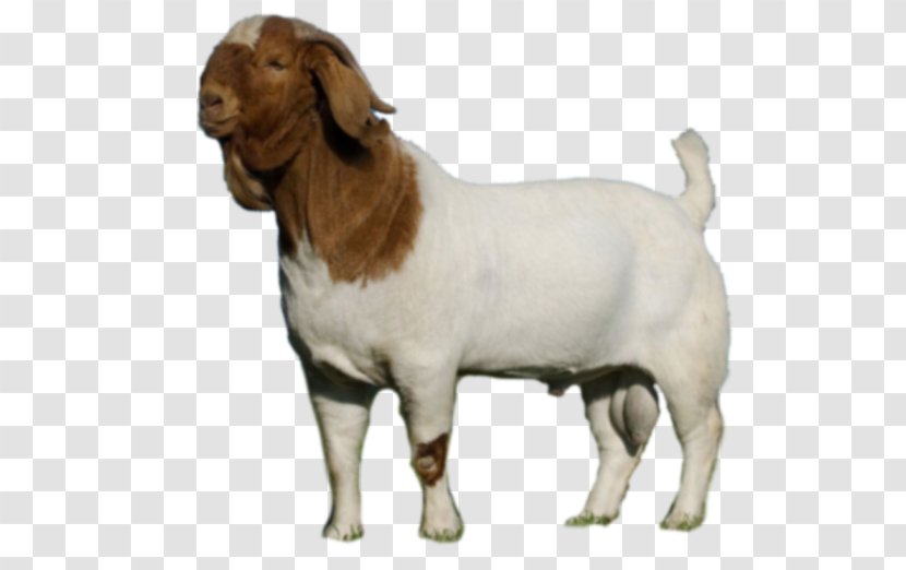 Boer Goat Cattle Caprinae Livestock Dog - Goats Transparent PNG
