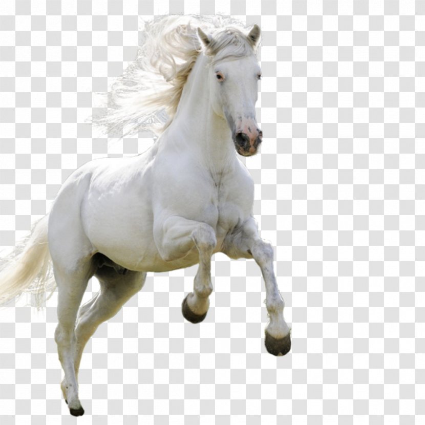 Horse High-definition Television Android Wallpaper - Highdefinition Transparent PNG